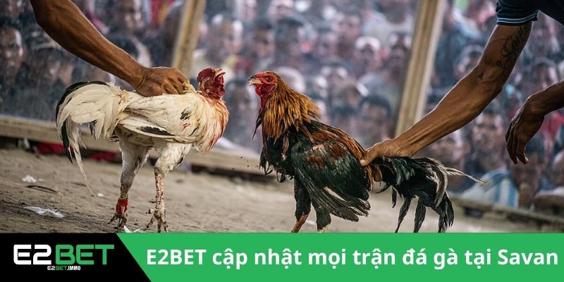 E2BET cập nhật mọi trận đá gà tại Savan