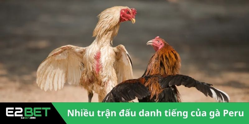 Gà Chiến Peru - E2BET Bật Mí Đặc Điểm Vượt Trội Trên Đấu Trường 2 Nhiều sư kê muốn sở hữu Gà chiến Peru