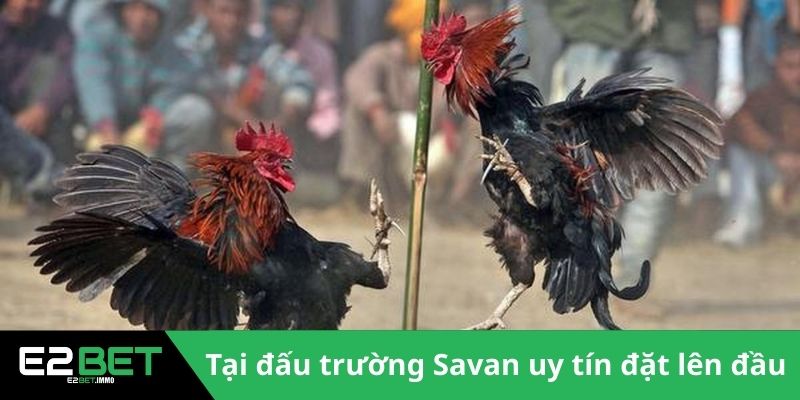 Tại đấu trường Savan uy tín đặt lên đầu 